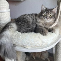 Siberian REZ Basik