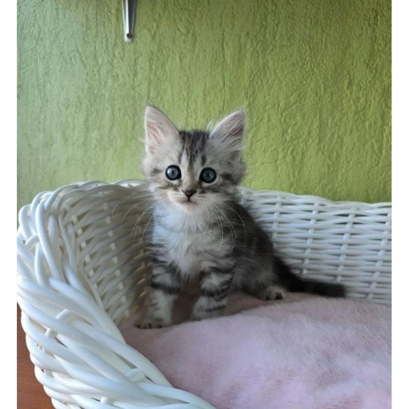 Siberian REZ Ray