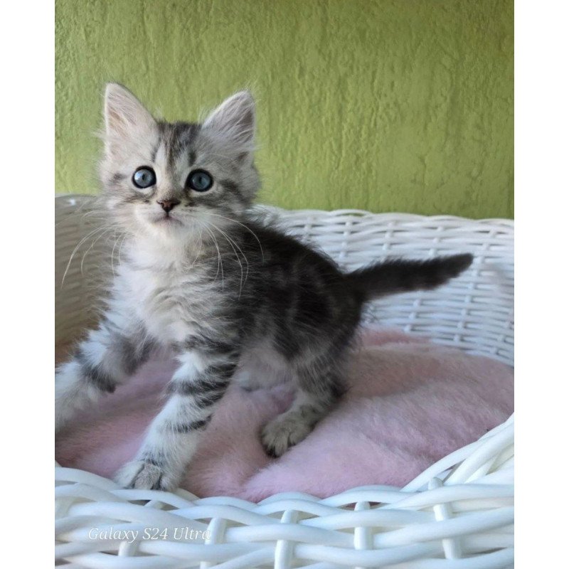 Siberian REZ Ray