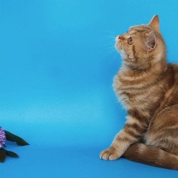 Scottish AP Tasha