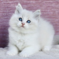 Ragdoll EZ Lenox