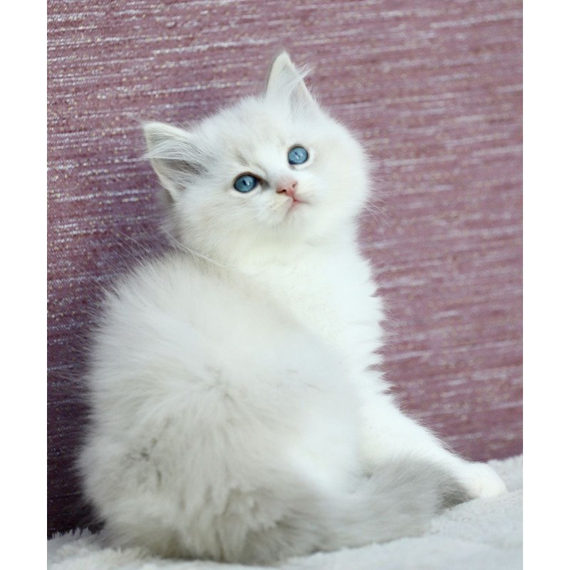 Ragdoll EZ Lenox