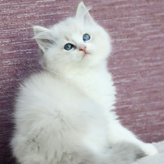 Ragdoll EZ Lenox