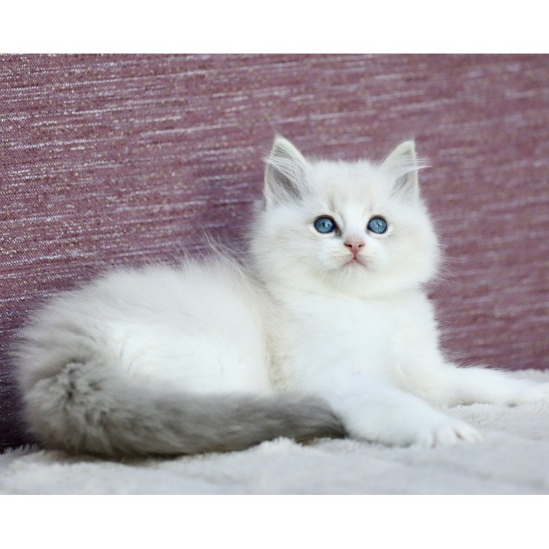 Ragdoll EZ Lenox