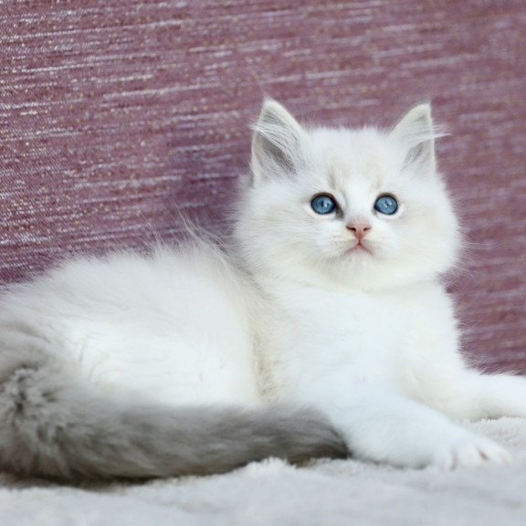 Ragdoll EZ Lenox