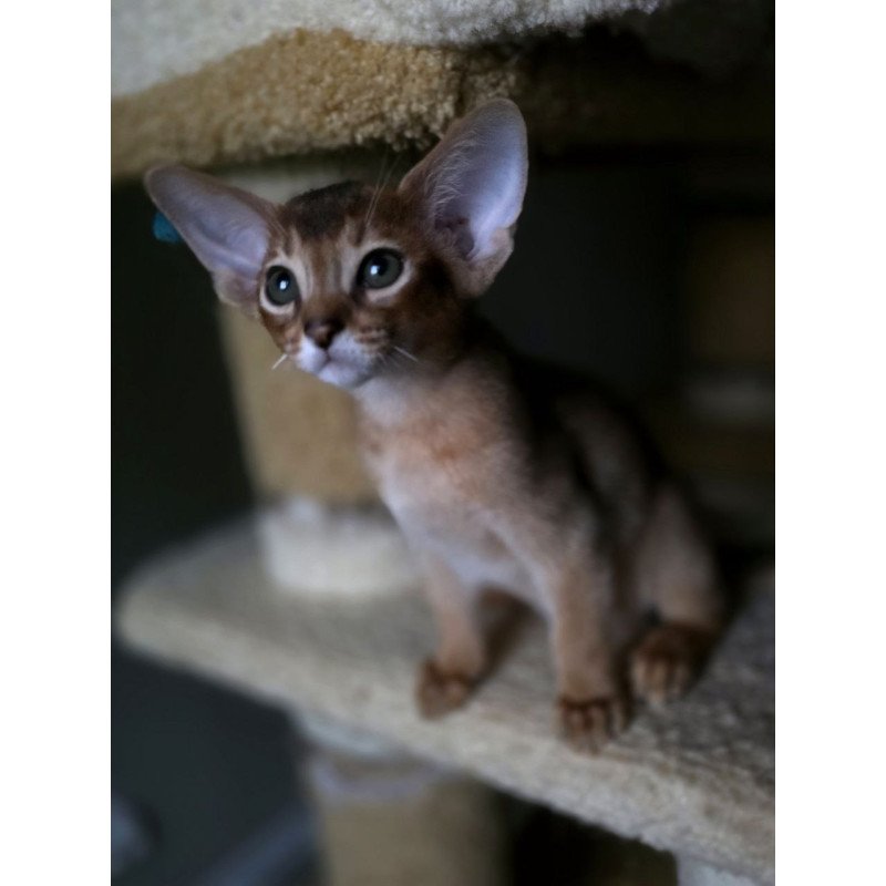 Abyssinian AP Martin