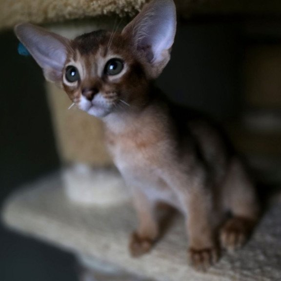 Abyssinian AP Martin