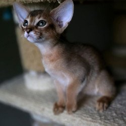 Abyssinian AP Martin