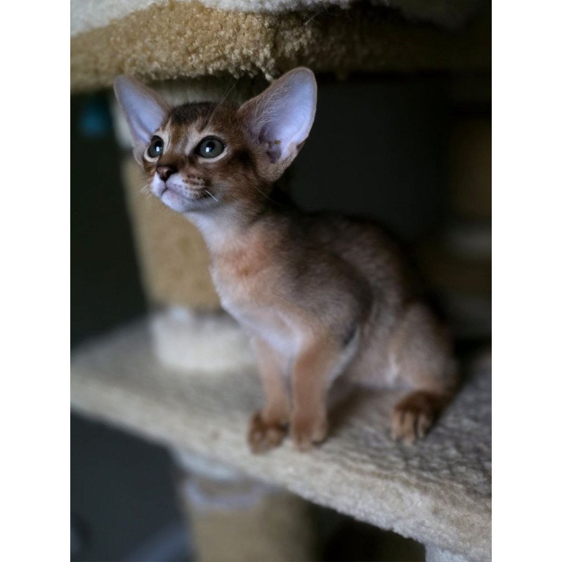 Abyssinian AP Martin