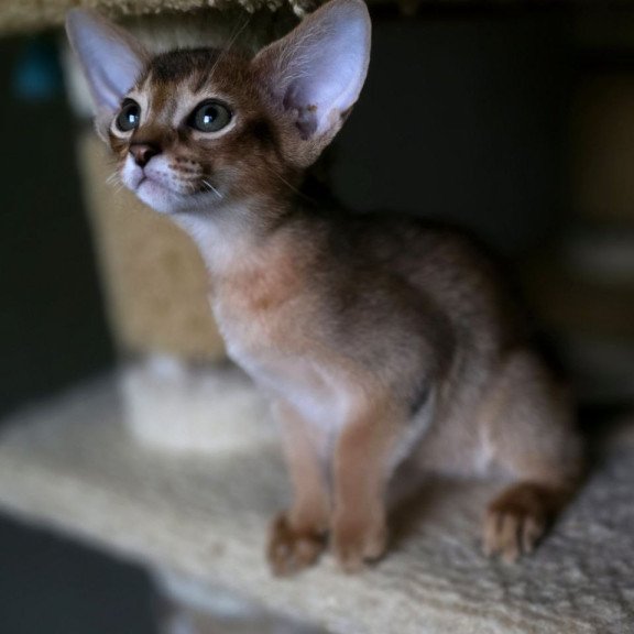 Abyssinian AP Martin