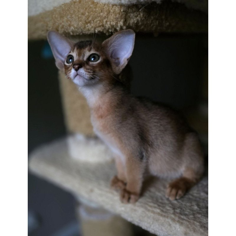 Abyssinian AP Martin