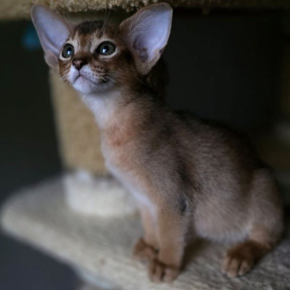 Abyssinian AP Martin