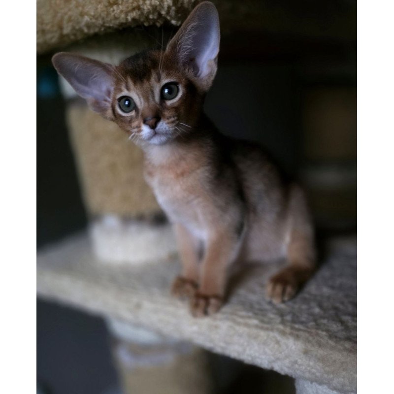 Abyssinian AP Martin