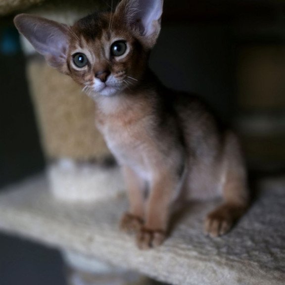 Abyssinian AP Martin