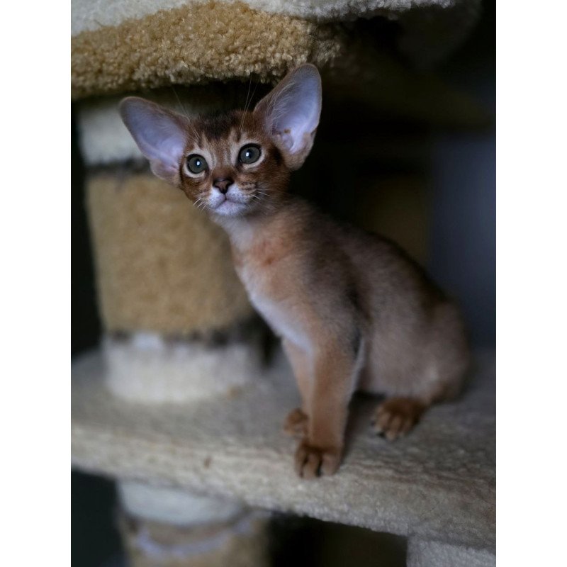 Abyssinian AP Martin