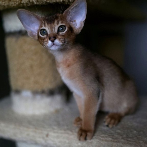 Abyssinian AP Martin