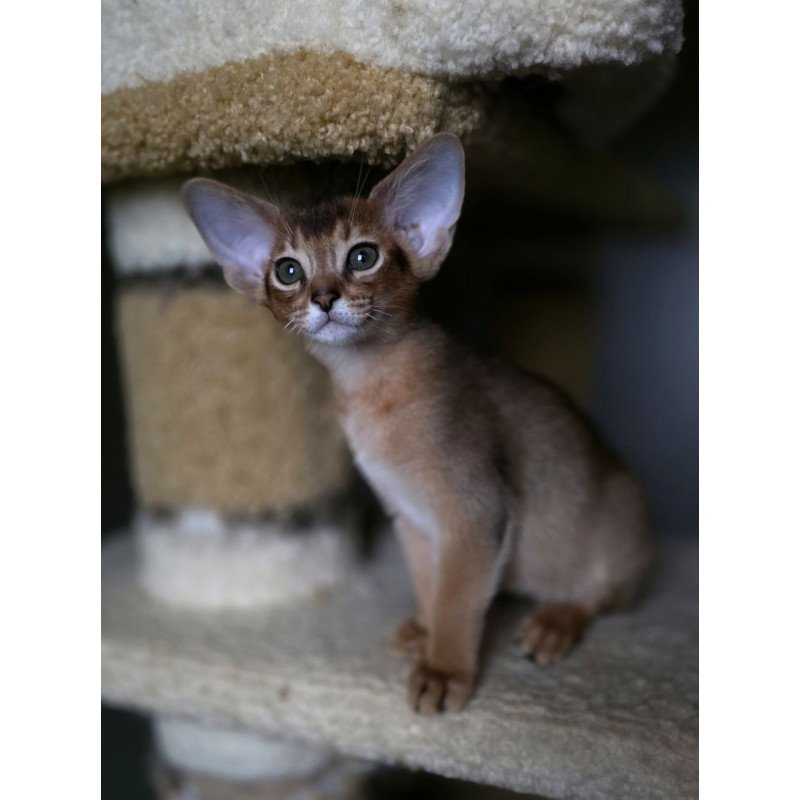 Abyssinian AP Martin