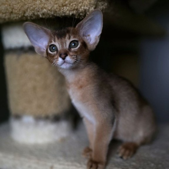 Abyssinian AP Martin