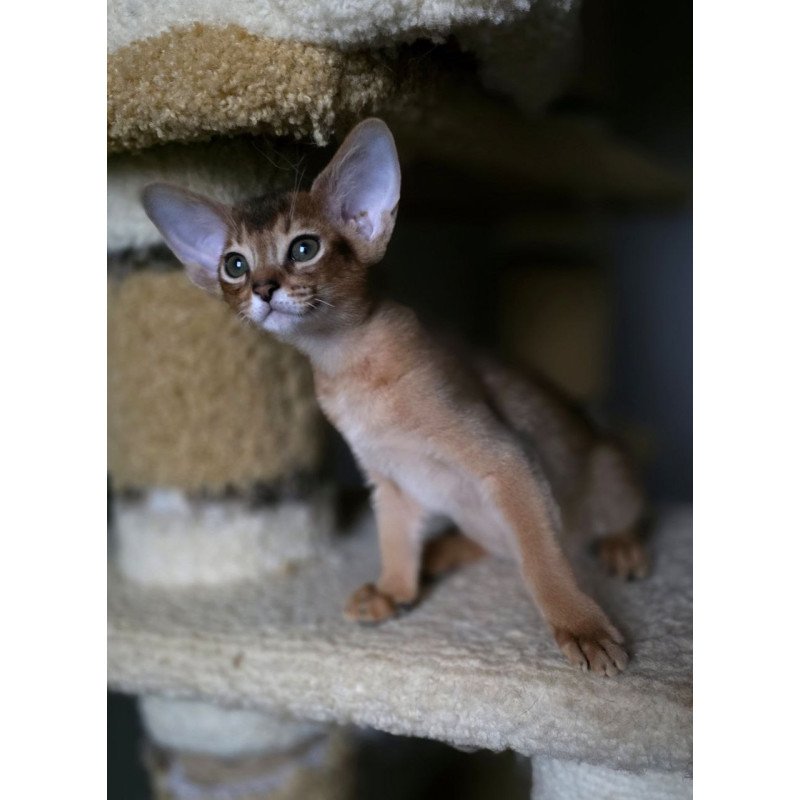 Abyssinian AP Martin