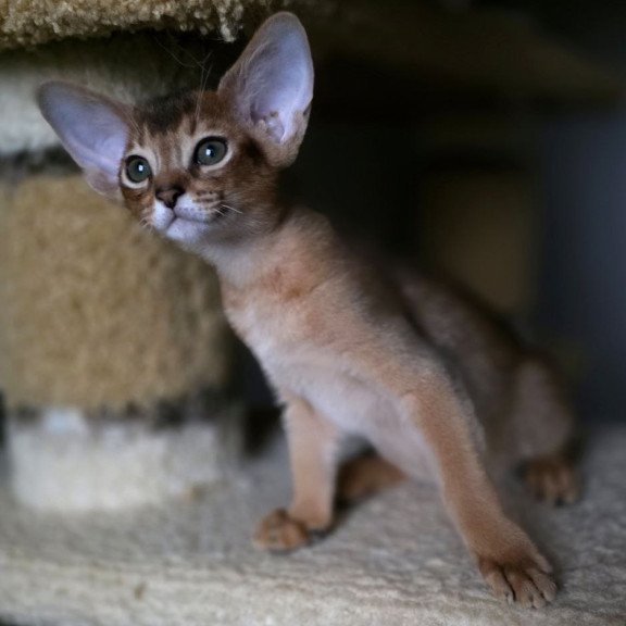 Abyssinian AP Martin