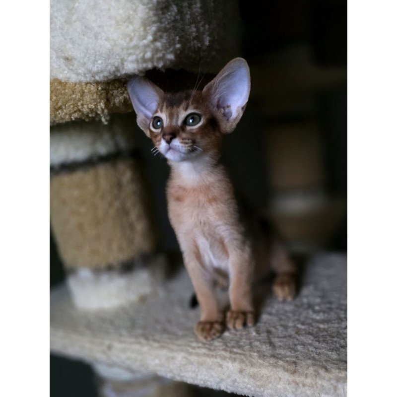 Abyssinian AP Martin
