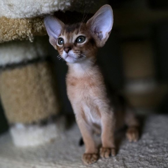 Abyssinian AP Martin