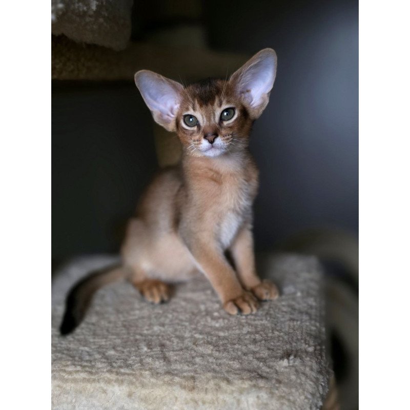 Abyssinian AP Martin