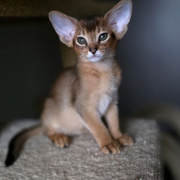 Abyssinian AP Martin