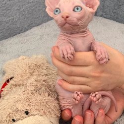 Bambino PS Kitten is in USA...