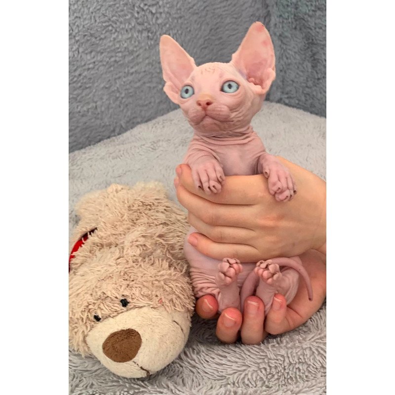 Bambino PS Kitten is in USA Moon