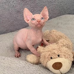 Bambino PS Kitten is in USA...