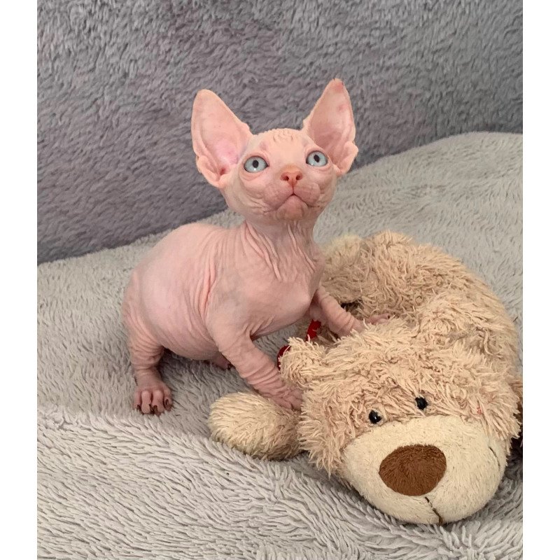 Bambino PS Kitten is in USA Moon