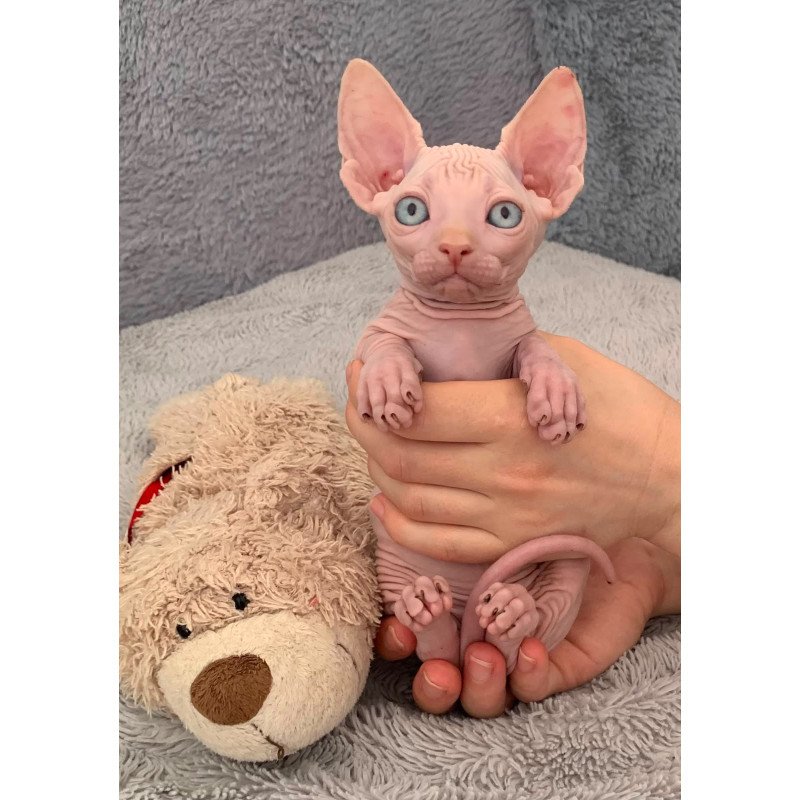 Bambino PS Kitten is in USA Moon