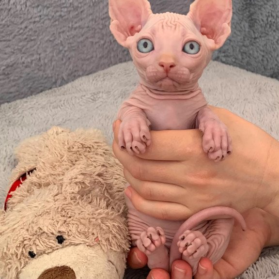 Bambino PS Kitten is in USA Moon