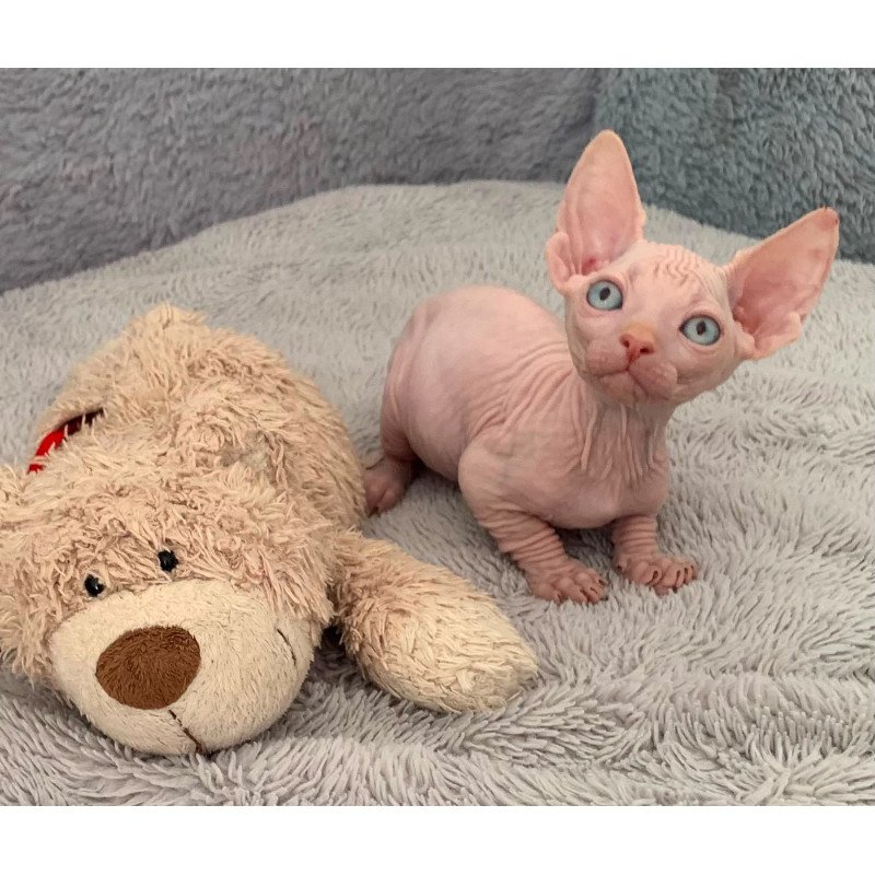 Bambino PS Kitten is in USA Moon