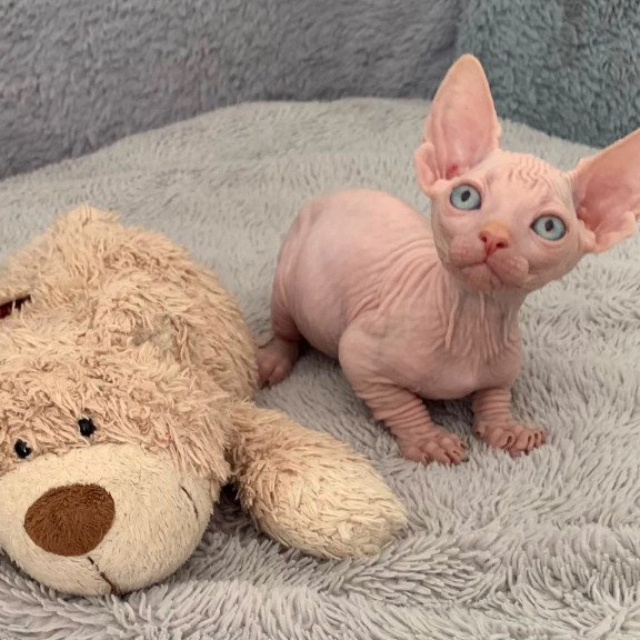 Bambino PS Kitten is in USA Moon