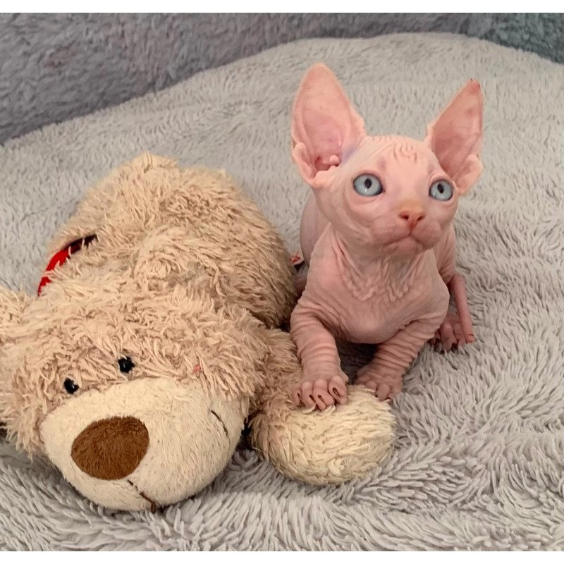 Bambino PS Kitten is in USA Moon