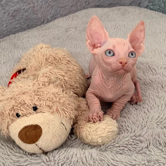 Bambino PS Kitten is in USA Moon