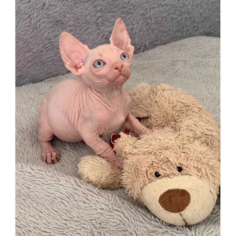 Bambino PS Kitten is in USA Moon