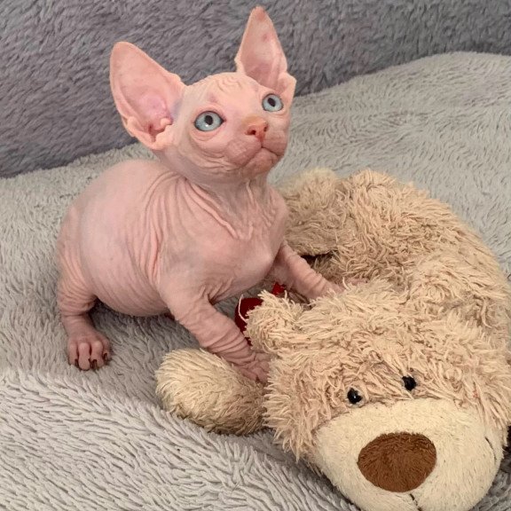 Bambino PS Kitten is in USA Moon