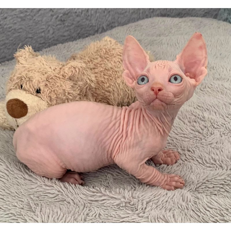 Bambino PS Kitten is in USA Moon