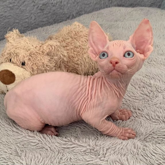 Bambino PS Kitten is in USA Moon