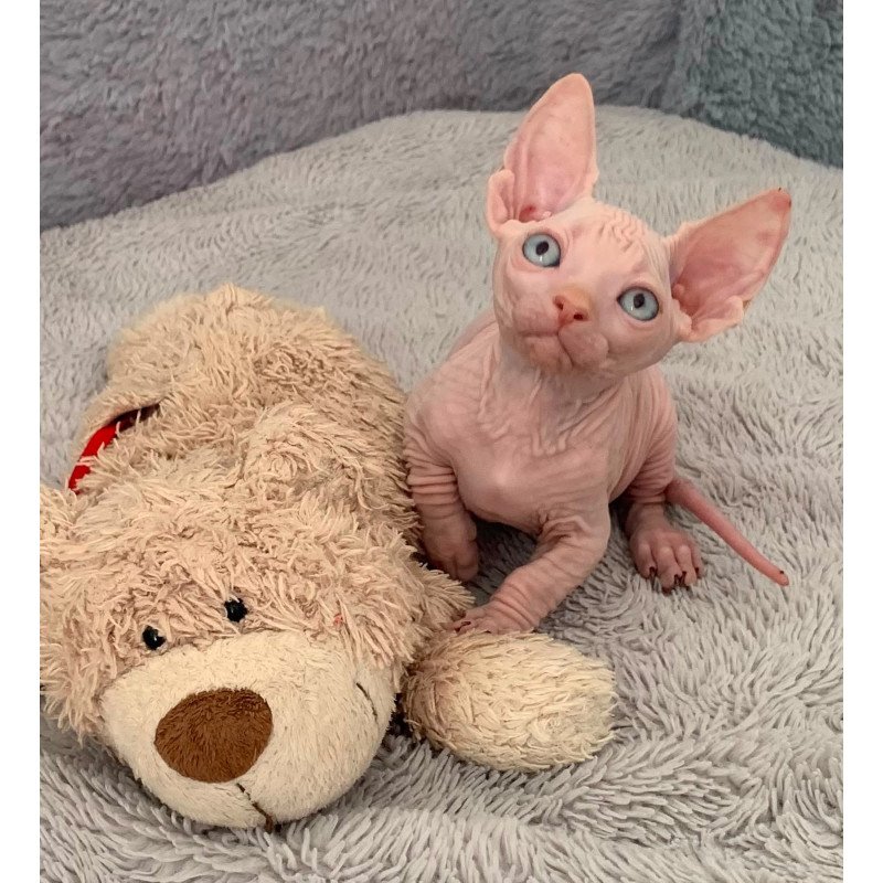 Bambino PS Kitten is in USA Moon