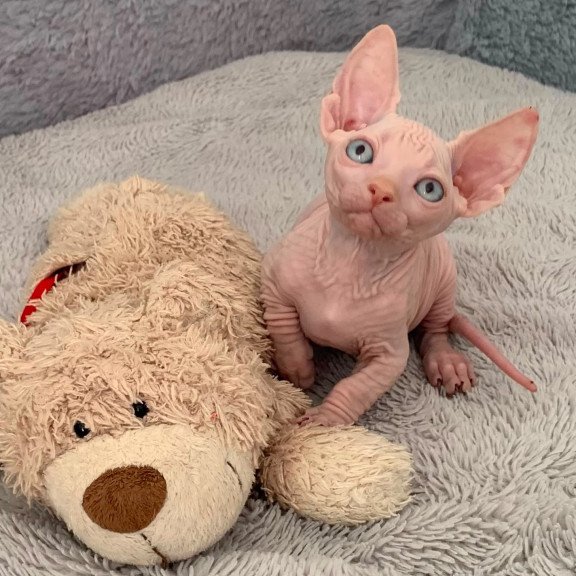 Bambino PS Kitten is in USA Moon