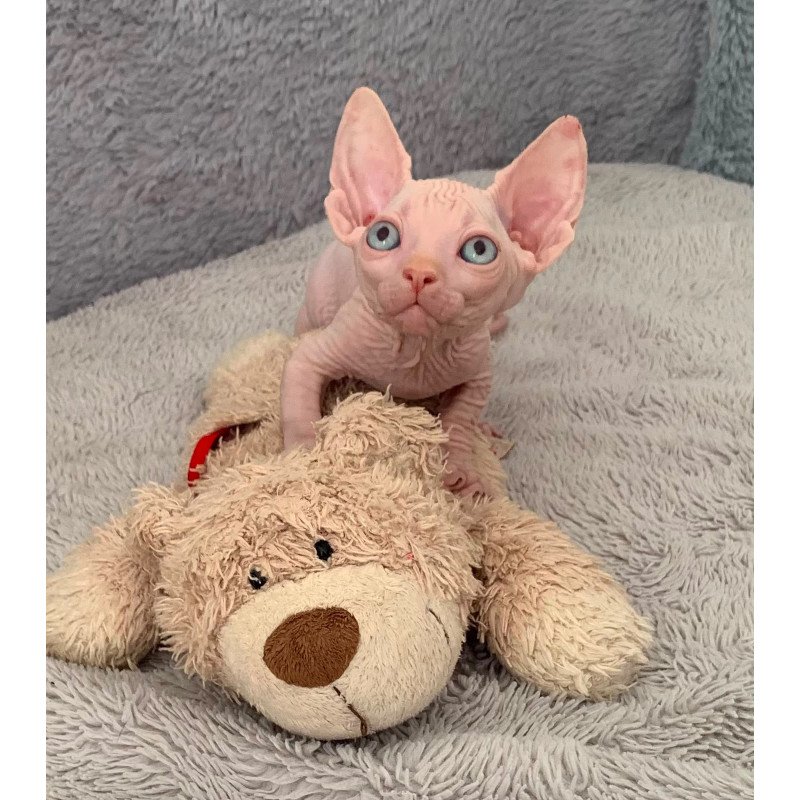 Bambino PS Kitten is in USA Moon