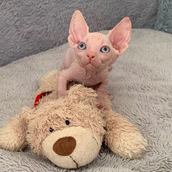 Bambino PS Kitten is in USA Moon