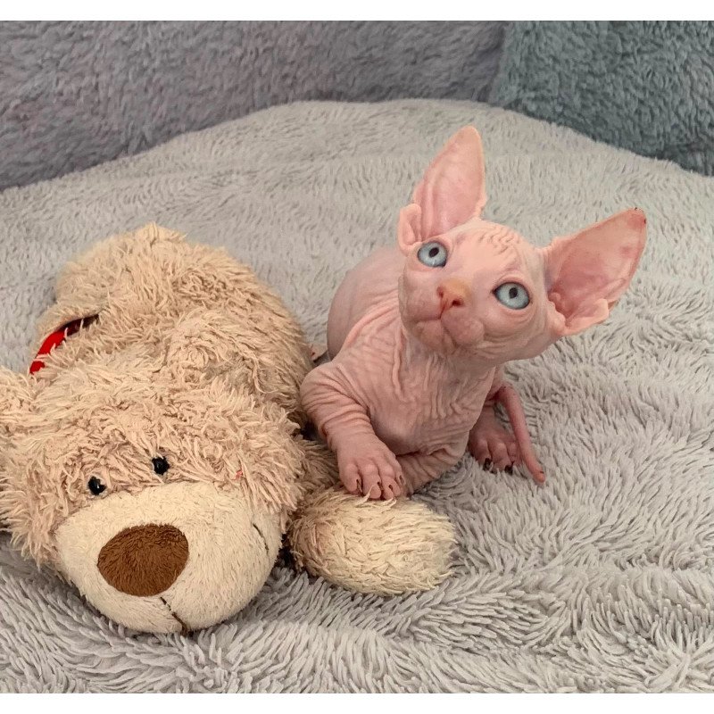 Bambino PS Kitten is in USA Moon