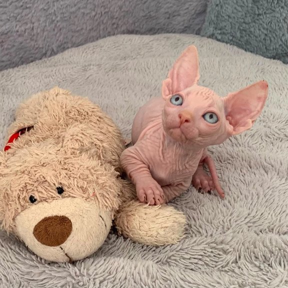 Bambino PS Kitten is in USA Moon