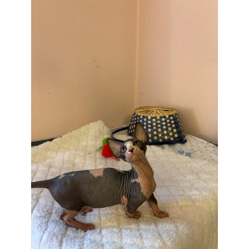 Bambino PS Kitten is in USA Reina