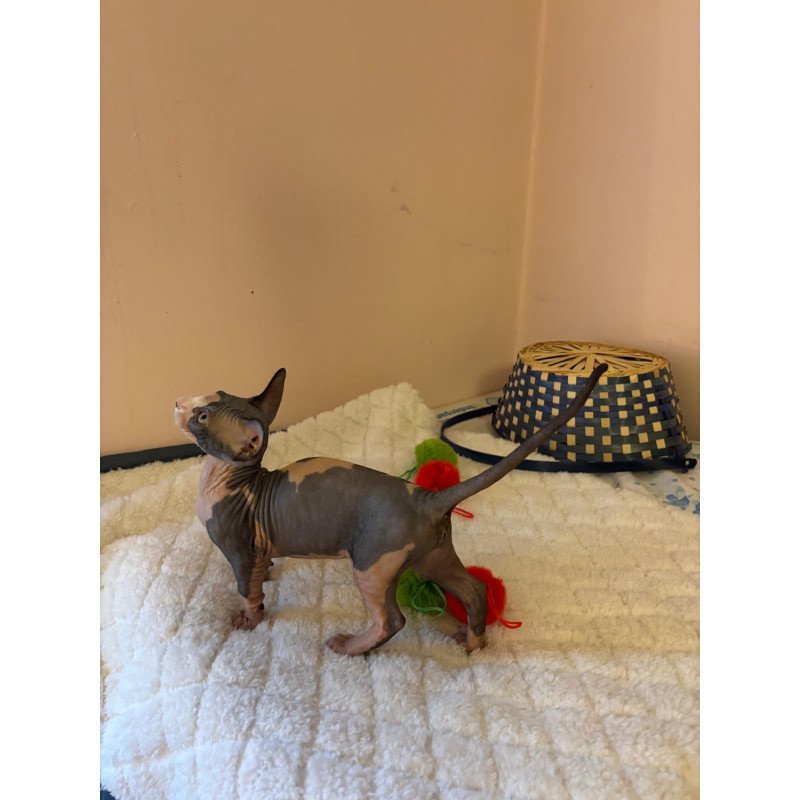 Bambino PS Kitten is in USA Reina
